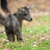 Třítýdenní sameček gorala sečuánského v Zoo Praha je letošním jediným evropským přírůstkem tohoto druhu. Foto Petr Hamerník, Zoo Praha