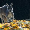 Foto Petr Hamerník, Zoo Praha