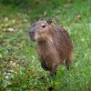 Kapybary připomínají svým vzezřením obrovská morčata. Návštěvníci Zoo Praha je zde spatří po deseti letech. Foto Oliver Le Que, Zoo Praha