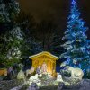 Vánoční kavkazskou jedli naleznou návštěvníci poblíž expozice gibonů stříbrných. Foto Petr Hamerník, Zoo Praha