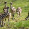 Foto: Petr Hamerník, Zoo Praha