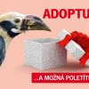 Adoptujte mě - zoborožec rýhozobý