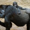 Shinda se narodila 14. června 1991, v neděli tak oslavíme i její 25. narozeniny. Foto: Petr Hamerník, Zoo Praha