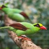 Krasky krátkoocasé jávské, latinsky Cissa thalassina thalassina (anglicky Javan green magpie) patří mezi nejvzácnější a nejohroženější ptáky světa.   Foto: Václav Šilha, Zoo Praha