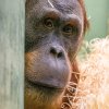 Pagy poznává svůj staronový domov. Foto: Petr Hamerník, Zoo Praha