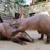 Poslední chvíle Kita ve společnosti matky Kvídy. Foto: Petr Hamerník, Zoo Praha