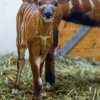 Samci i samice bonga horského mají dlouhé spirálovité rohy, mláďata se rodí už zbarvená jako rodiče. Foto: Petr Hamerník, Zoo Praha