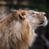 Samec lva indického, který bude přivezen do pražské zoo spolu se dvěma samicemi, se jmenuje Jamvan. Foto: Miroslav Bobek, Zoo Praha