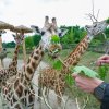 Foto 2: O javorové větve jevily žirafy velký zájem. Foto: Petr Hamerník, Zoo Praha