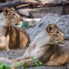 Samice lva indického, obě narozené na jaře 2012, se jmenují Gini a Jennifer. Foto: Miroslav Bobek, Zoo Praha