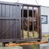 Váleček je připraven na cestu do nového domova, kde se stane novým chovným samcem. Foto: Petr Hamerník, Zoo Praha