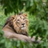 Lev Indický Jamvan ve výběhu pražské zoo. Foto: Václav Šilha, Zoo Praha