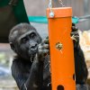 Gorilí sameček Nuru letos slaví třetí narozeniny. Foto: Petr Hamerník, Zoo Praha