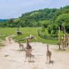 Ve výběhu žiraf v pražské zoo byly objeveny nečekané nálezy. Jejich výstavu zahájí Zoo Praha v sobotu 21. června. Foto: Martin Smrček, Zoo Praha 