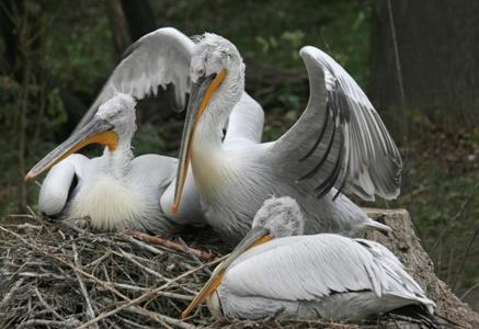 Pelikán kadeřavý, (c) Archiv Zoo Praha