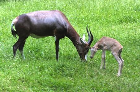 Buvodlec běločelý, ilustrační foto (c) Zoo Praha