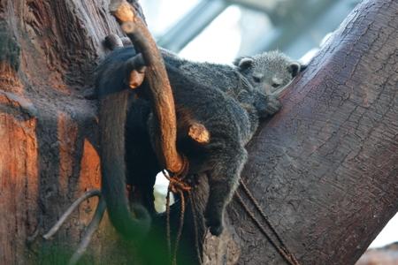 Binturong, (c) Jiří Trojánek