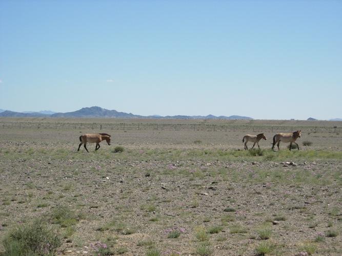 Zeta - klisna vlevo, foto z Mongolské Gobi - léto 2007 Foto © Evžen Kůs