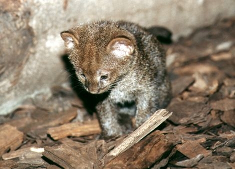 Mládě jaguarundi z roku 2000