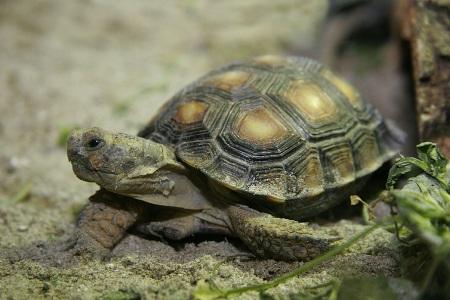 Želva texaská, (c) archiv Zoo Praha