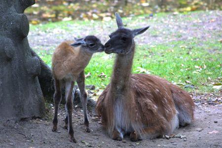 Lama guanako - ilustrační foto, (c) Zoo Paraha