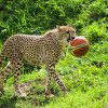 Foto: Petr Hamerník, Zoo Praha