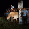 První klisnou, která opustila transportní bednu, byla Reweta. Foto: Václav Šilha, Zoo Praha