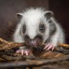 Fotografie samotného mláděte pořízená pouhých deset dnů od narození je velmi vzácná, protože jenom výjimečně zanechá matka mládě bez dozoru. Foto Petr Hamerník, Zoo Praha