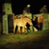 Miroslav Bobek, Director of Prague Zoo, and Ganbaatar Oyunsaikhan, Director of SPA Gobi B, let the first mare, Querida, born in Prague, run into the acclimatization enclosure. Photo: Roman Vodička, Prague Zoo