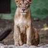 The three Asiatic lions travelled to Prague from Sakkarbaug Zoo in India. Sakkarbaug Zoo is the most successful breeding facility for Asiatic lions in the world.  Photo: Miroslav Bobek, Prague Zoo