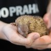 Program se zvířetem, foto: Tereza Mrhálková, Zoo Praha