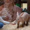 Chovatelem na jeden den, foto: Tereza Mrhálková, Zoo Praha