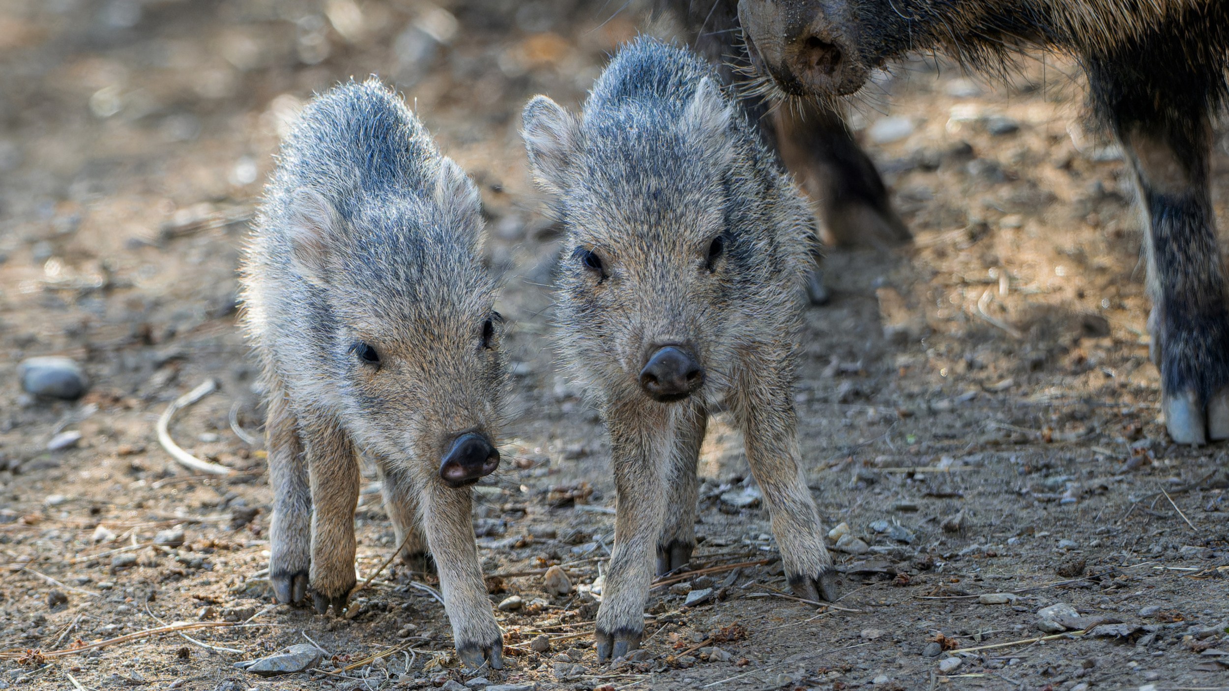 People most often see the Chacoan peccaries as they bask in the sun in their enclosure in the Plains exhibit. Photo Petr Hamerník, Prague Zoo