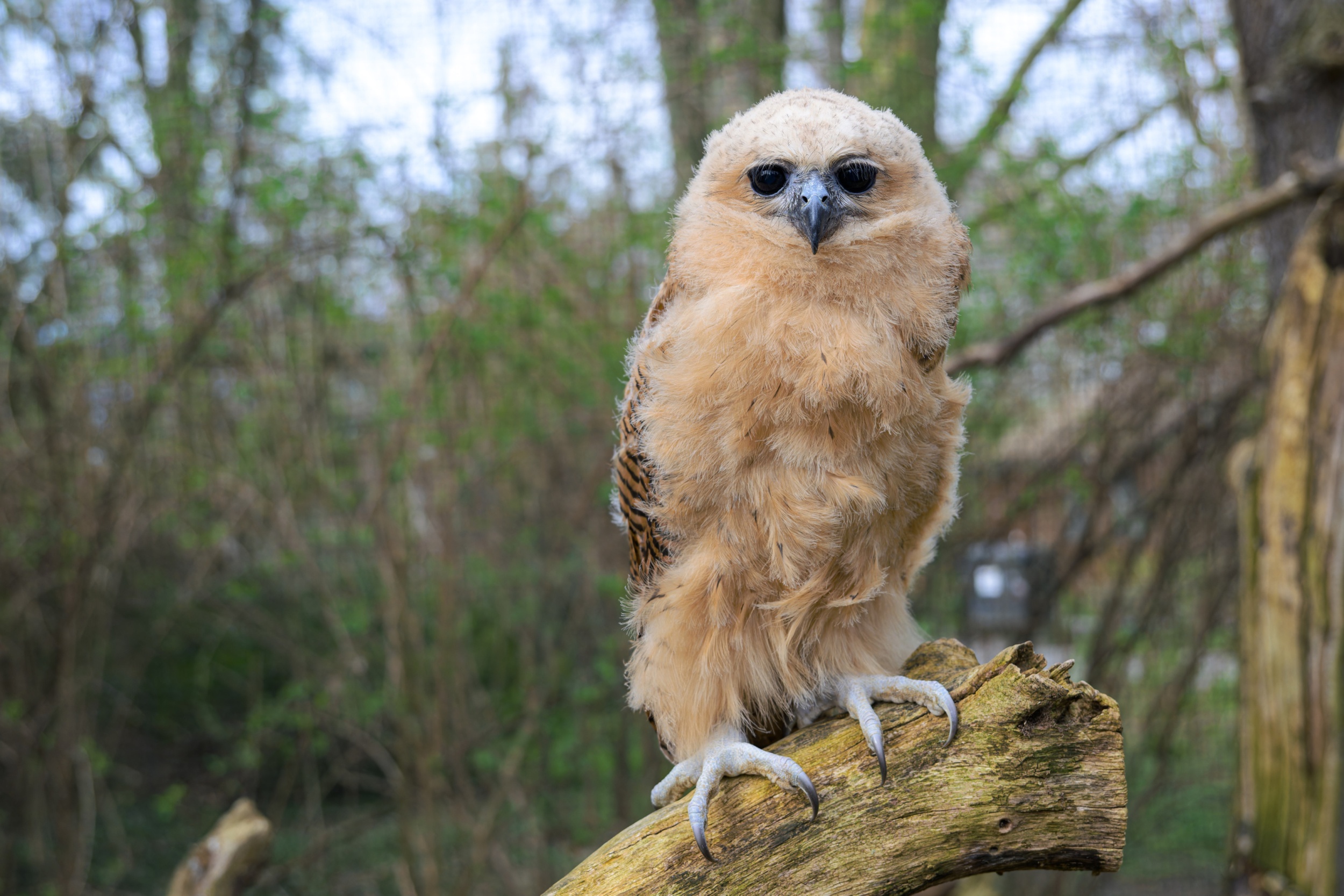 The First Zoo in the World! Pel’s Fishing Owl Bred at Prague Zoo