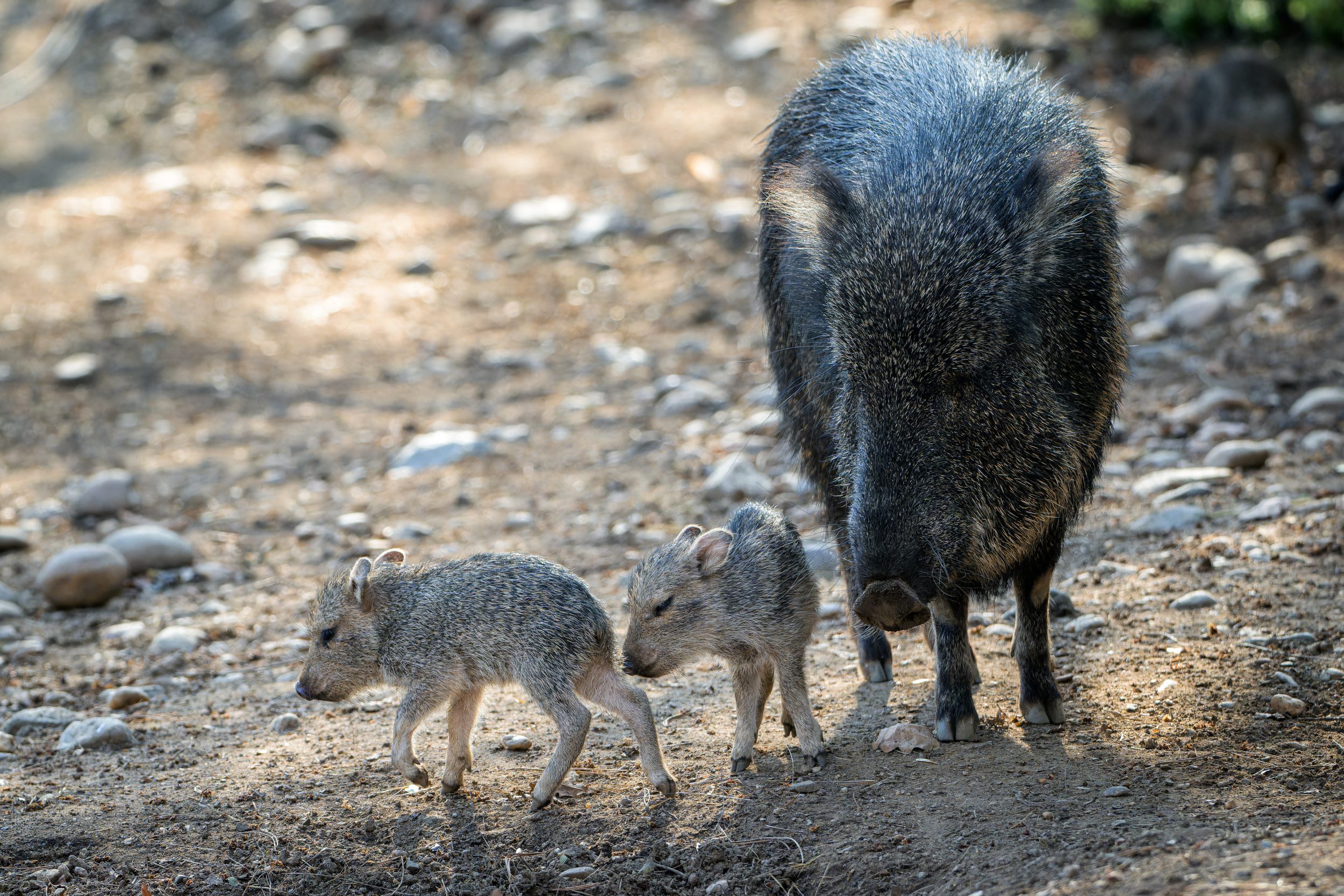 Like other young mammals, the Chacoan peccary piglets spend most of their time drinking milk, sleeping and learning how to behave in the singular. Photo Petr Hamerník, Prague Zoo