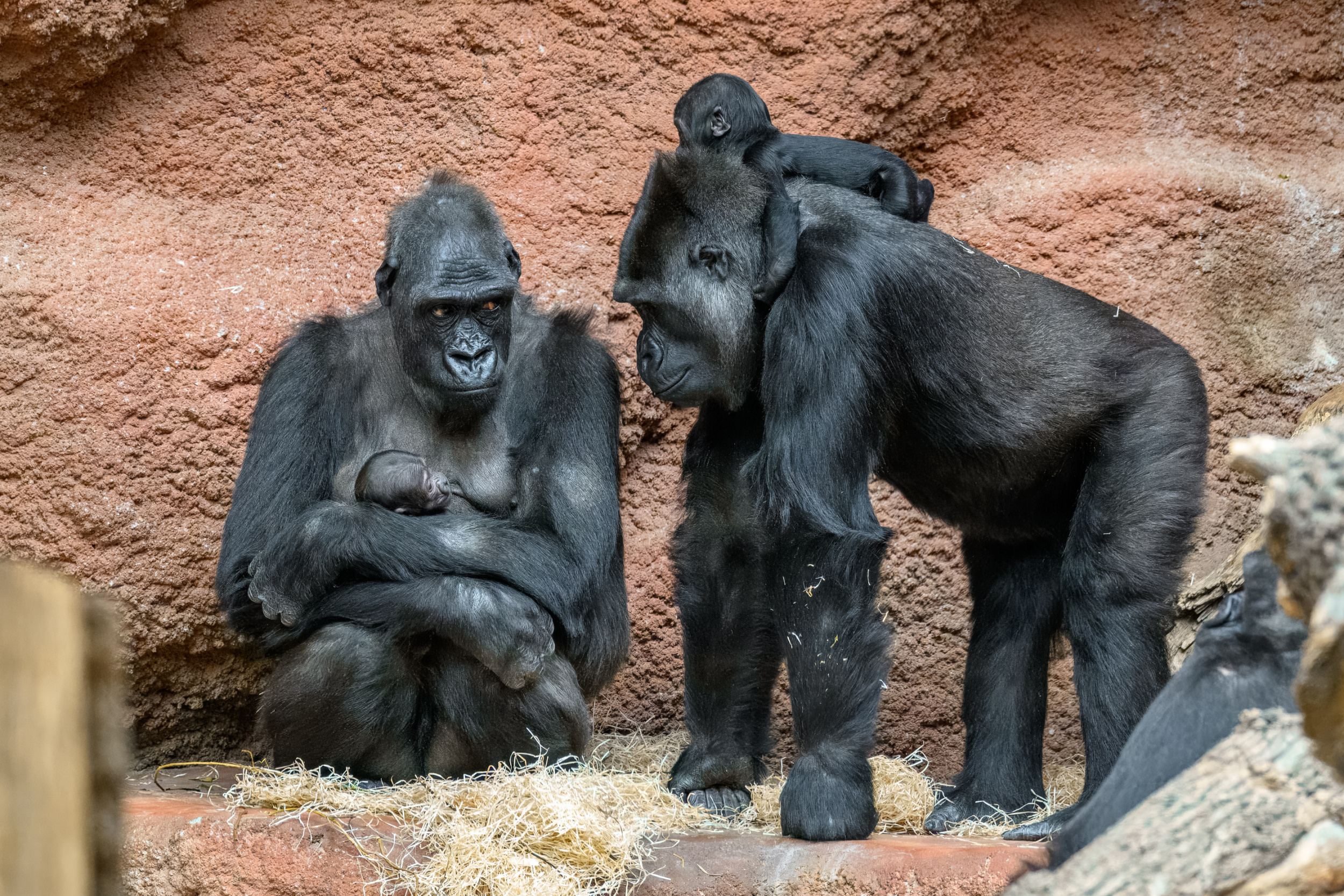 A typical scene at the Dja Reserve: Kijivu (left) with a two-week-old cub on her chest or belly and Duni (right) with Mobi, who is just under four months, on her back as she walks round the pavilion. Photo Jaroslav Šimek, Prague Zoo