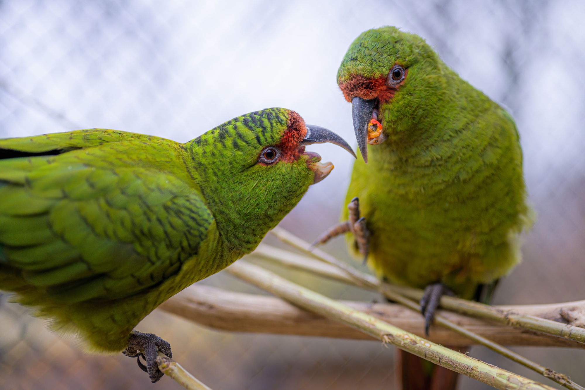 On Children’s Day, all children under 15 will be admitted to the zoo for one crown. A packed programme, prepared in cooperation with the Prague Metropolitan Police, awaits them. They will also be able to enjoy a special guided feeding of parrots as part of the World Parrot Day celebrations. For example, at noon there will be a meeting in the Rákos’ House with the remarkable slender-billed parakeets (pictured). Photo Petr Hamerník, Prague Zoo