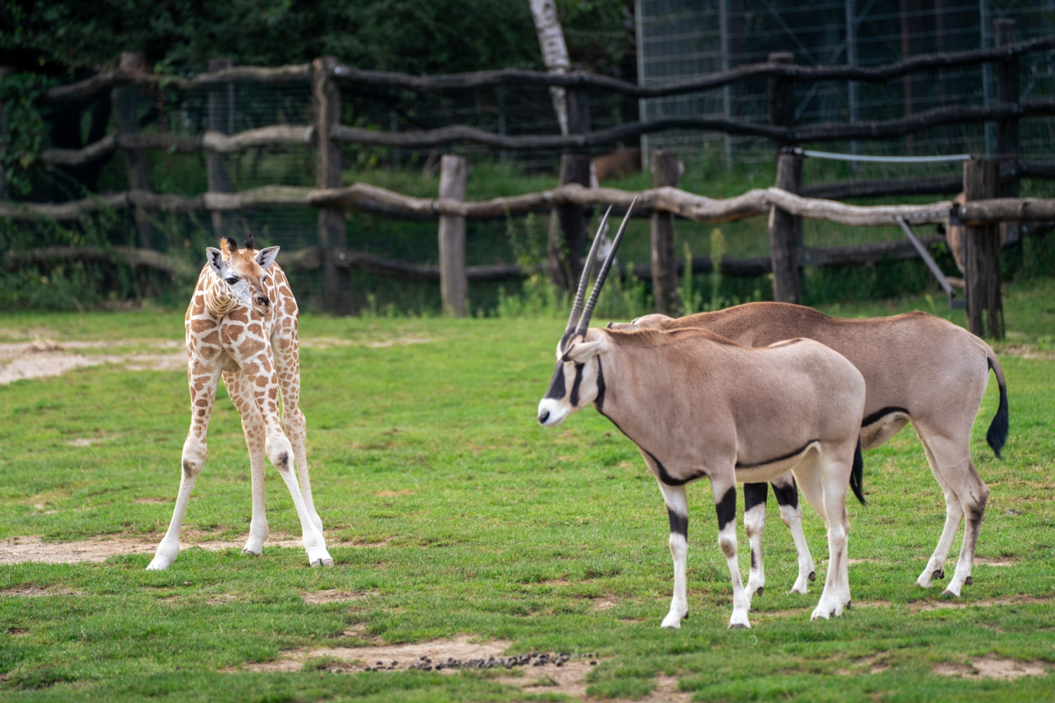 The little giraffe has already got to know both the members of her herd as well as other inhabitants of the African House. Photo Oliver Le Que, Prague Zoo 