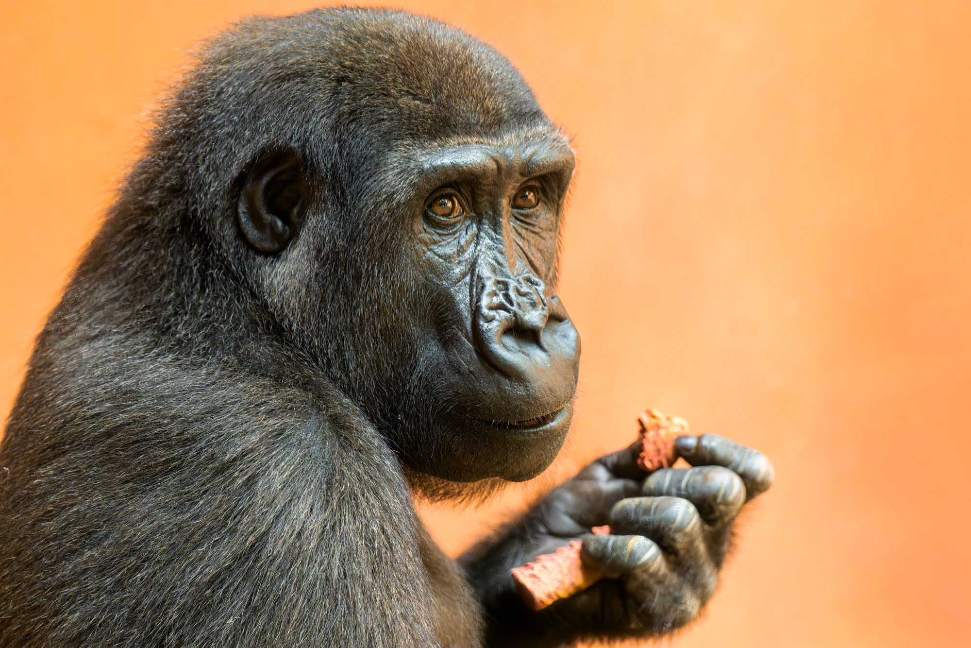 Samec gorily nížinné Ajabu v expozici Dja. Foto: Petr Hamerník, Zoo Praha