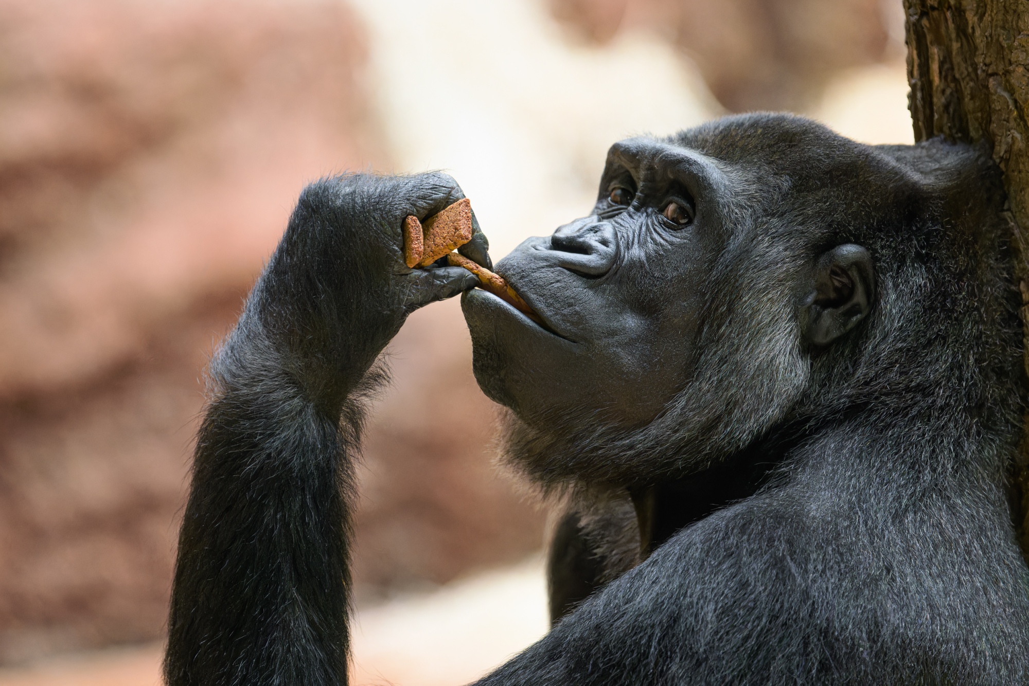 Samice gorily nížinné Duni, expozice Dja. Foto: Petr Hamerník, Zoo Praha