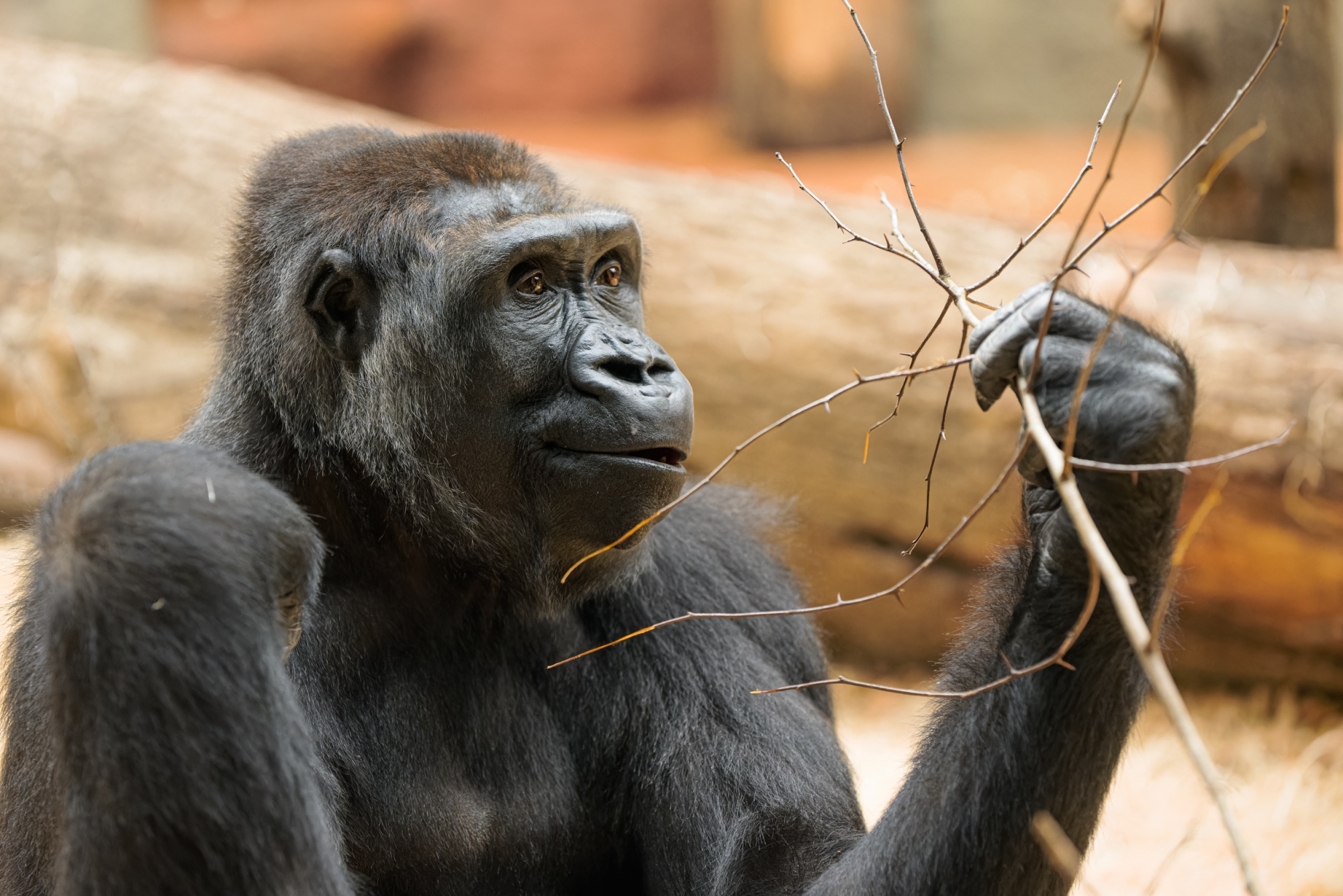 Samice gorily nížinné Duni v expozici Dja. Foto: Petr Hamerník, Zoo Praha