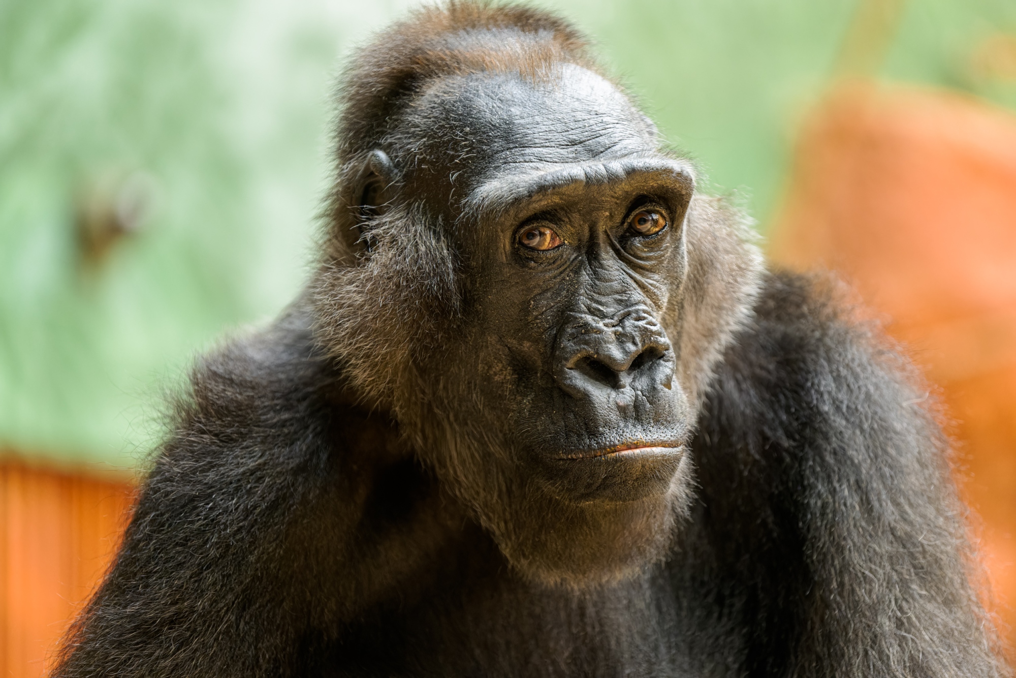 Samice gorily nížinné Kamba v expozici Dja. Foto: Petr Hamerník, Zoo Praha