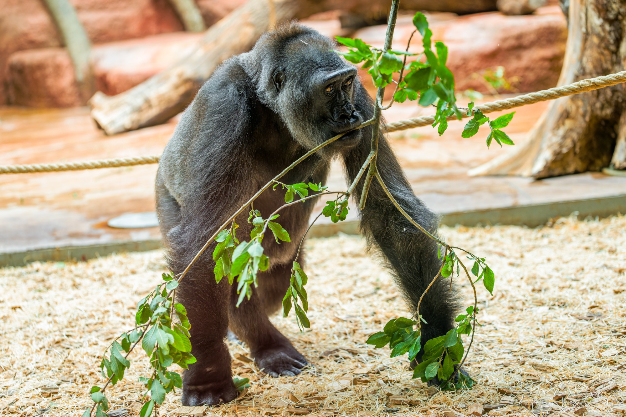 Samice gorily nížinné Kamba v expozici Dja. Foto: Petr Hamerník, Zoo Praha