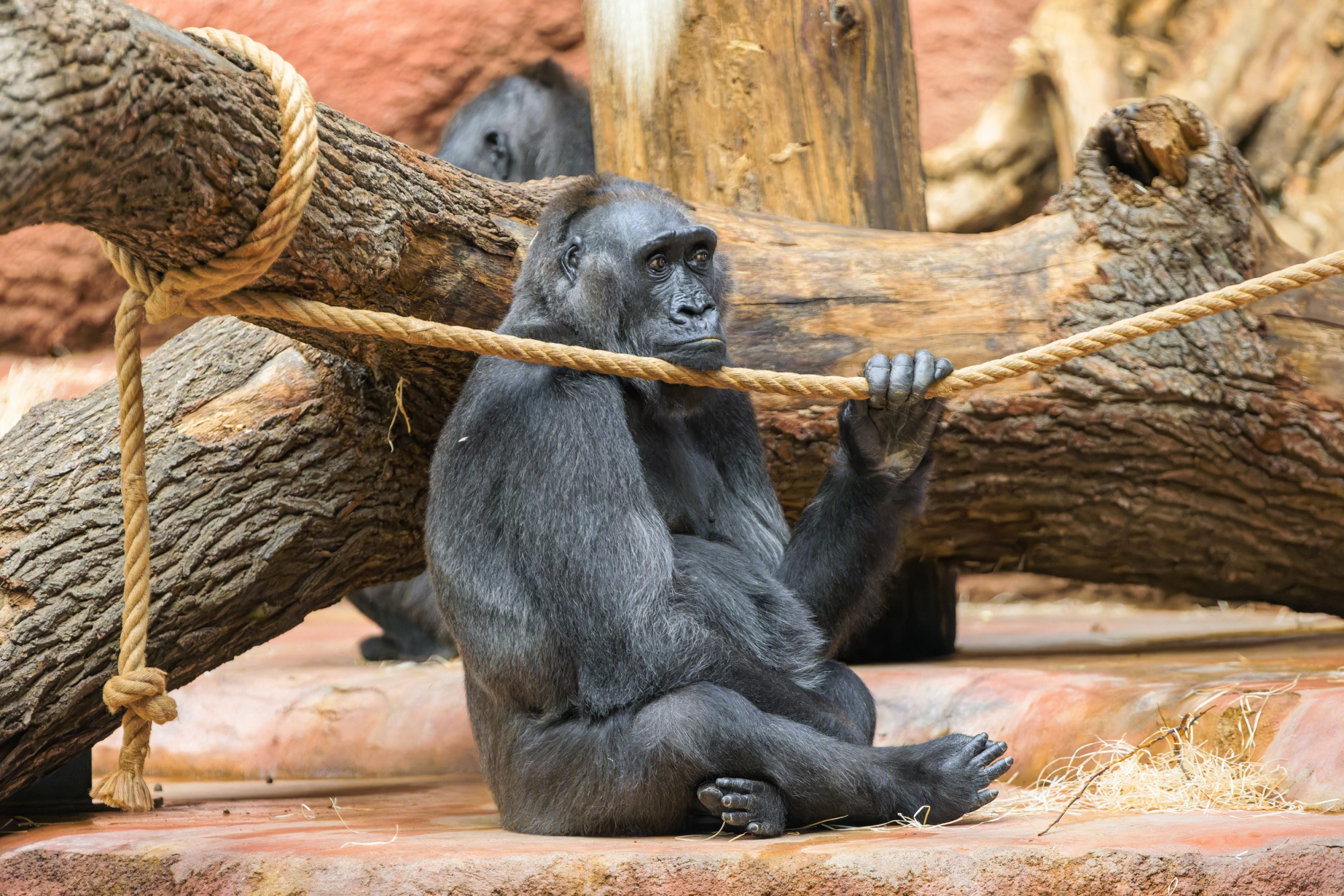 Samice gorily nížinné Kamba v expozici Dja. Foto: Petr Hamerník, Zoo Praha