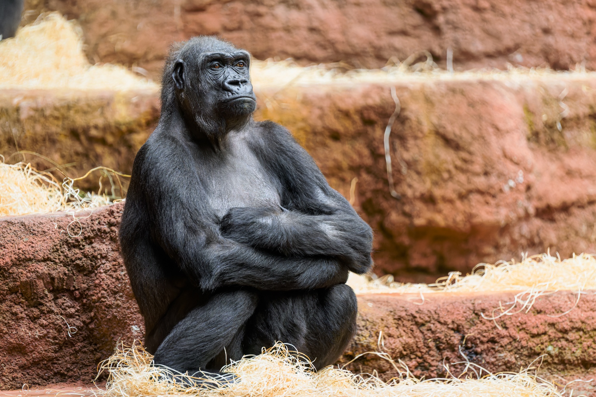 Samice gorily nížinné Kijivu v expozici Dja. Foto: Petr Hamerník, Zoo Praha