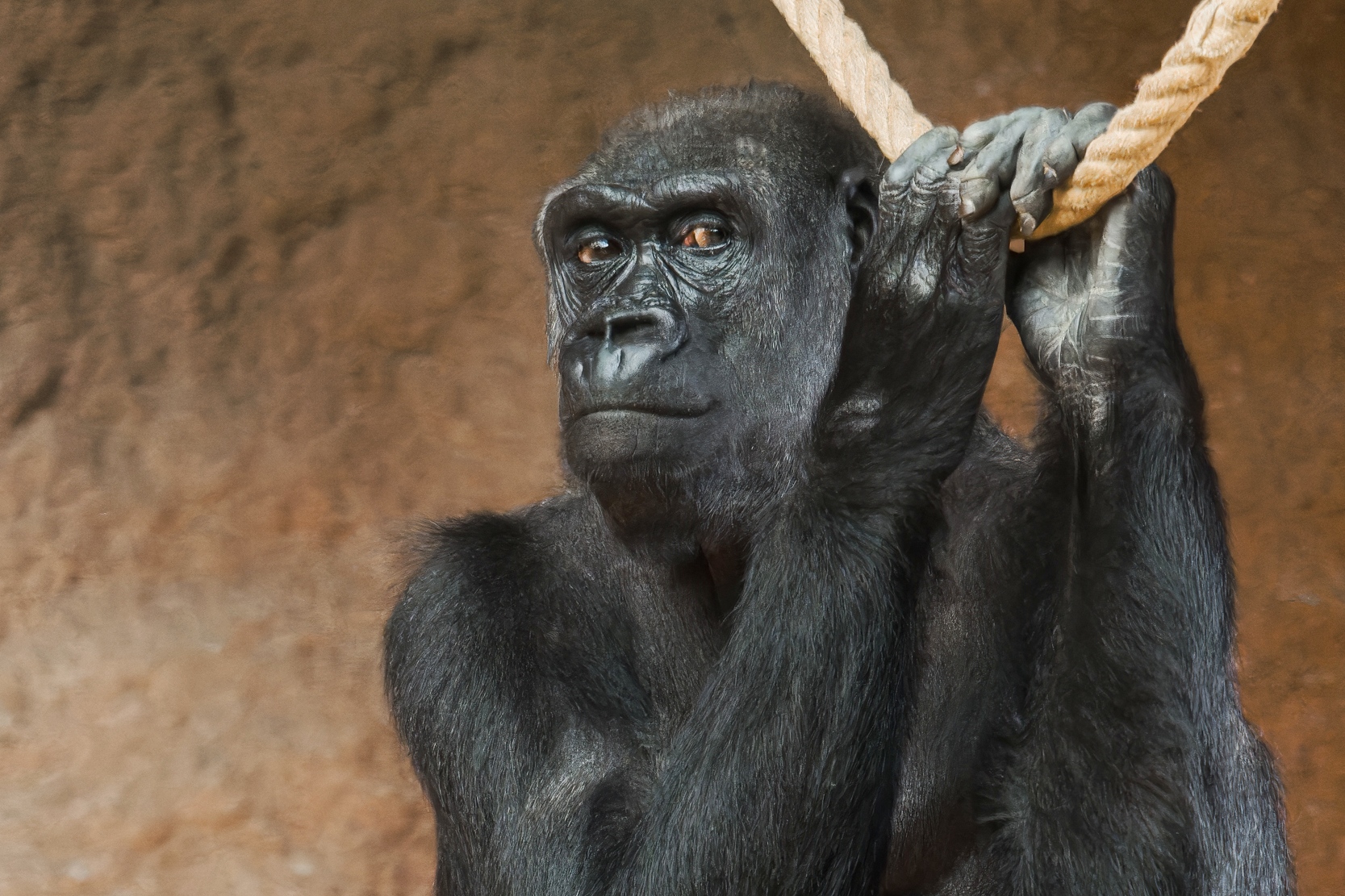 Samice gorily nížinné Kijivu v expozici Dja. Foto: Petr Hamerník, Zoo Praha