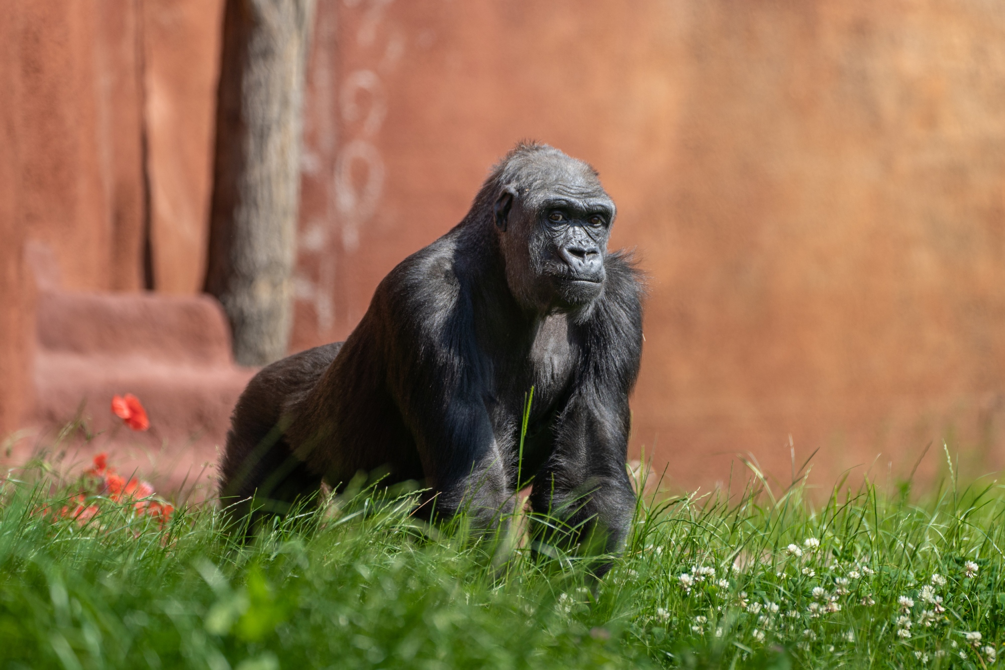 Samice gorily nížinné Kijivu ve venkovní expozici Rezervace Dja. Foto: Petr Hamerník, Zoo Praha