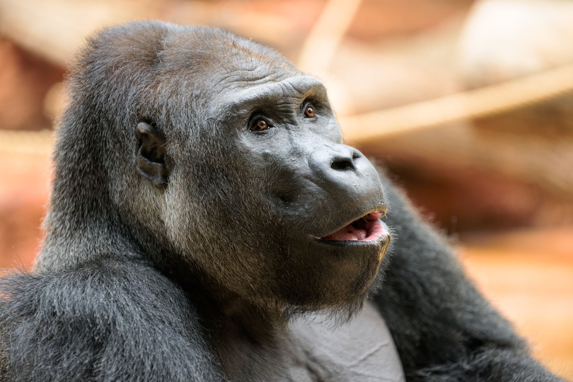 Samec gorily nížinné Kisumu. Foto: Petr Hamerník, Zoo Praha