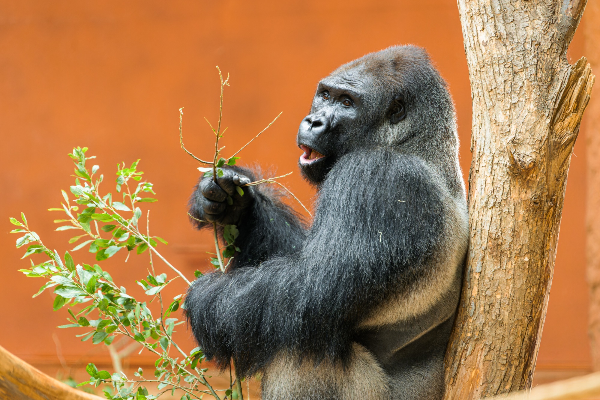 Samec gorily nížinné Kisumu. Foto: Petr Hamerník, Zoo Praha