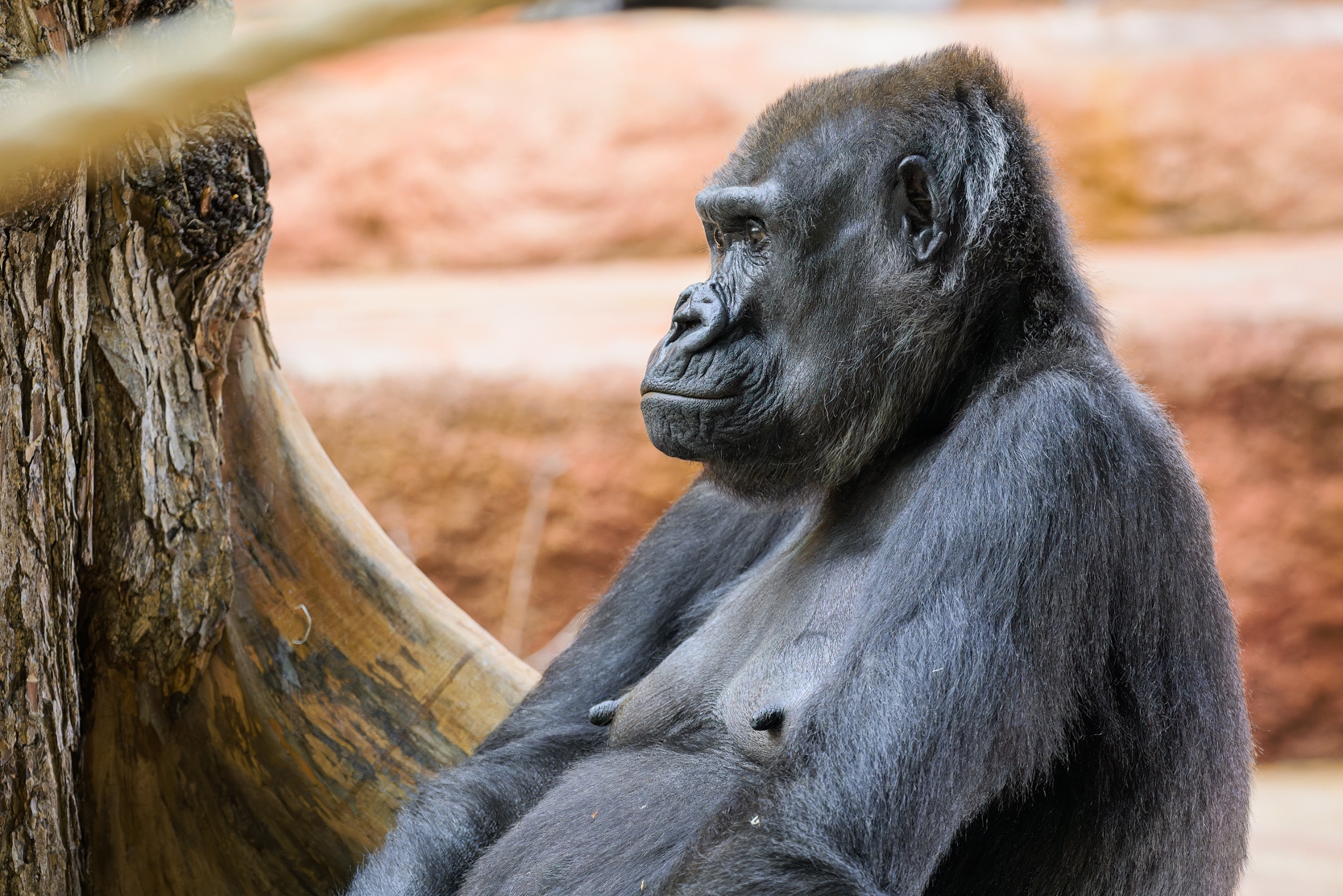 Samice gorilly nížinné Shinda v expozici Dja. Foto: Petr Hamerník, Zoo Praha